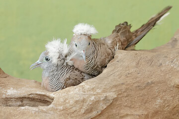 A pair of small crested turtledoves are resting on a dry tree trunk. This bird has the scientific name Geopelia striata.