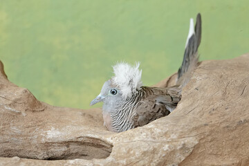 A small crested turtledove resting on a dry tree trunk. This bird has the scientific name Geopelia striata.