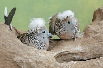 A pair of small crested turtledoves are resting on a dry tree trunk. This bird has the scientific name Geopelia striata.