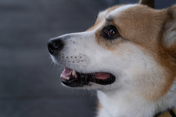 Close-up purebred Corgi on a grey blue background