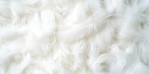 Obraz premium Real white feathers background accessories accessory.