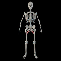 3d Illustration f Adductor Brevis Muscles on Male Human Body