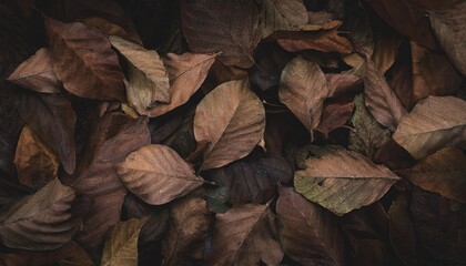 Leaves Resting on the Earth