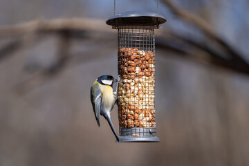  A single great tit or parus major eating while hanging on a garden bird feeder filled with peanuts in winter. Great tit (Parus major) on peanut bird feeder. Winter birds feeding.