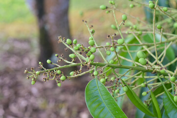 little mango flower on mango tree