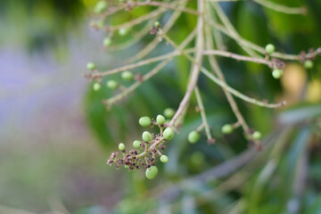 little mango flower on mango tree