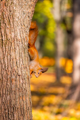 The Eurasian red squirrel in its natural habitat in the autumn forest. Portrait of a squirrel close up.