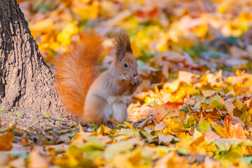 Beautiful autumn scene with a cute european red squirrel. Sciurus vulgaris.