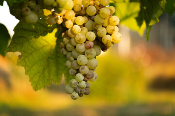 Grapes illuminated by the soft sun