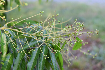 little mango flower on mango tree