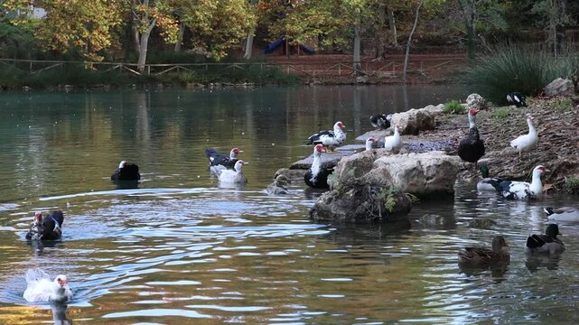 Gran grupo de patos y gansos en la orilla de la albufera de Anna esprando migas de pan, Espa&ntilde;a