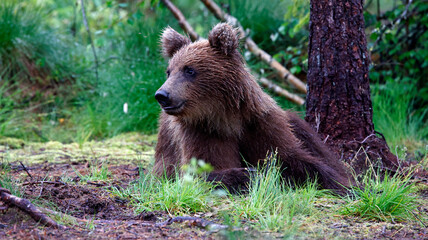 Brown bears in the Taiga forests of Finland