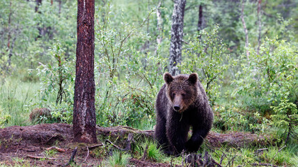 Brown bears in the Taiga forests of Finland