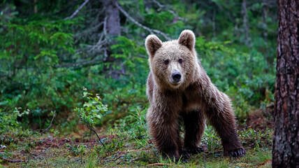 Fototapeta premium Brown bears in the Taiga forests of Finland