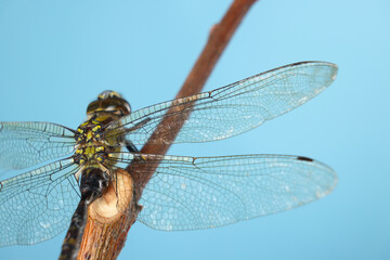 Beautiful dragonfly on light blue background, macro view
