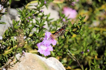 Australian Painted Lady (Vanessa kershawi) drinking nectar from Snake Bush flower