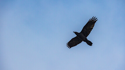 翼を広げたワタリガラス　野鳥