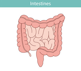 anatomical illustration of the rectum, appendix, small intestine in cartoon style.
