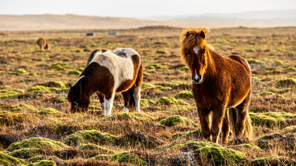 Fototapeta premium こちらを見るアイスランディックホース