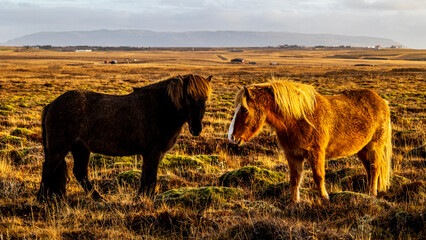 Icelandic Horse / Iceland