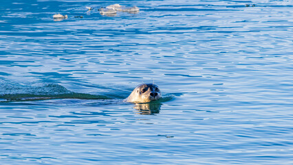 Fototapeta premium ヨークルスアゥルロゥンのアザラシ アイスランド