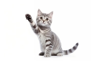 Obraz premium Cat Waving background kitten waving.