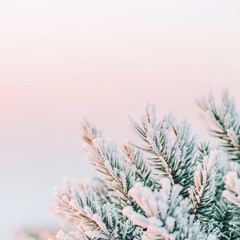 A close-up of frosted evergreen branches against a pastel winter sky, showcasing delicate ice crystals and soft colors.