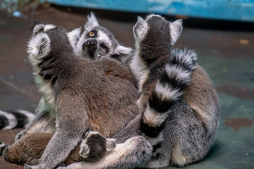 The family of the feline lemur in close-up.