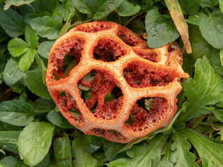 Clathrus ruber, latticed stinkhorn, basket stinkhorn, or red cage fungus in the family Phallaceae