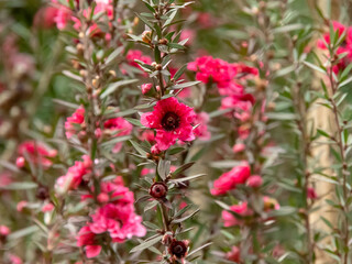 Leptospermum scoparium, manuka, manuka myrtle, New Zealand teatree or broom tea-tree plant with bright red flowers.