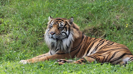 Sumatran Tiger Laying in the Grass Taking in the Sun