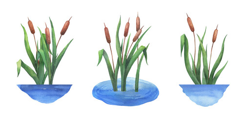 Watercolor reed in water, wetland cattail, lake grass, hand drawn isolated illustrations set