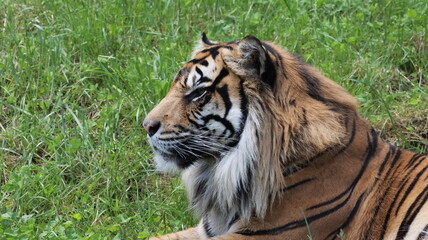 Sumatran Tiger Laying in the Grass Taking in the Sun