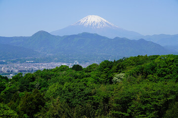 新緑と富士山