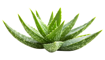 Aloe vera plant on a white background. isolated background.