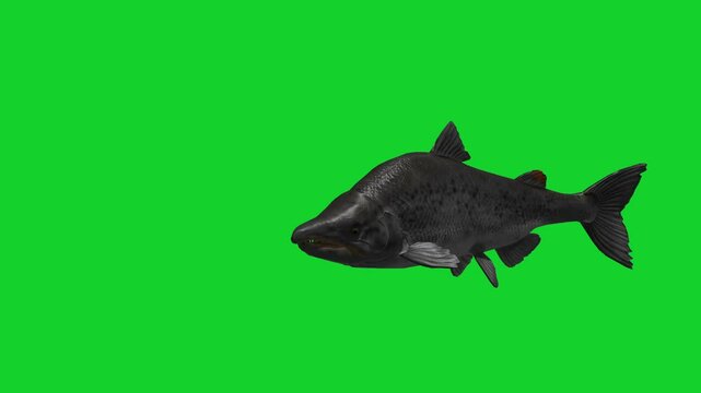 Green screen fish swimming and realistic bite for your project.  