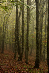 Obraz premium Otoño en el bosque