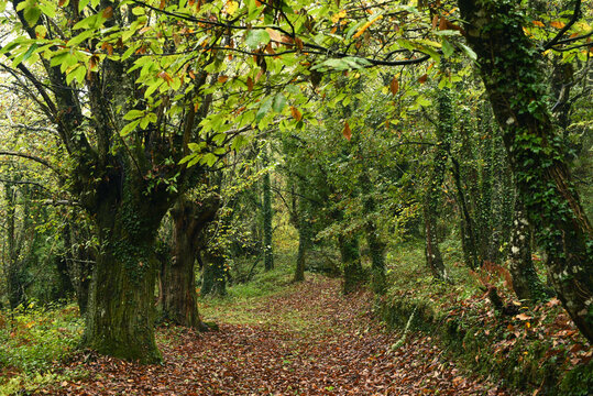 Oto&ntilde;o en el bosque