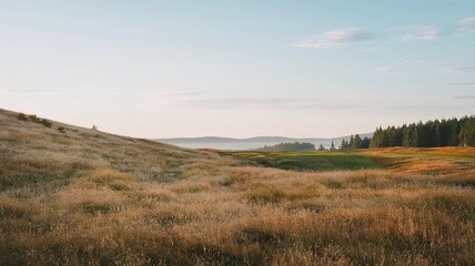 A rolling hillside with golden grass and a distant forest on the horizon.