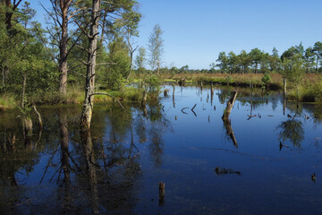 Schneverdingen - Pietzmoor, Renaturierung, mit Wasser vollgelaufener Torfstich, Niedersachsen, Deutschland, Europa