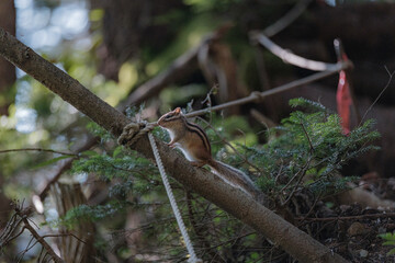 Fototapeta premium 山の風景