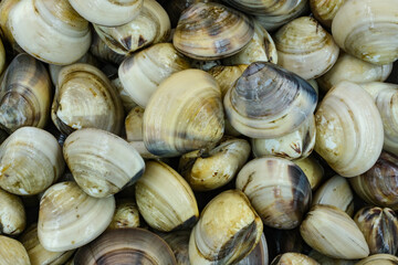 Fresh clams for seafood background