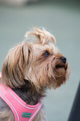 Portrait of a small Yorkshire Terrier dog with a pink harness and a bow