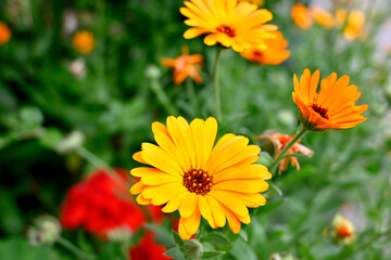 FLORES EN EL JARDÍN 