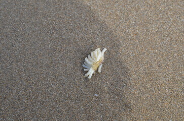 white flower on sand