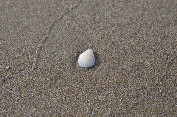 shells on the sand