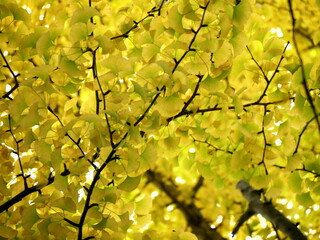 admiring fall foliage of yellow leaves on tree branches of gingko biloba tree in autumn. Golden background. Low angle view 