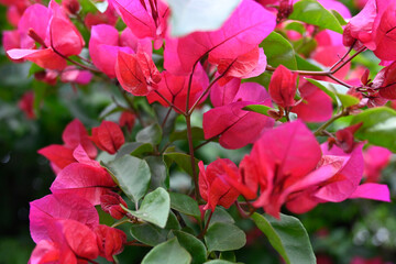 FLORES EN EL JARDÍN 