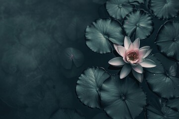 Flower petal plant lily.