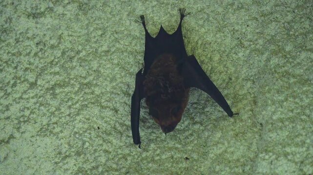  East Asian tailless leaf-nosed bat Taiwan
